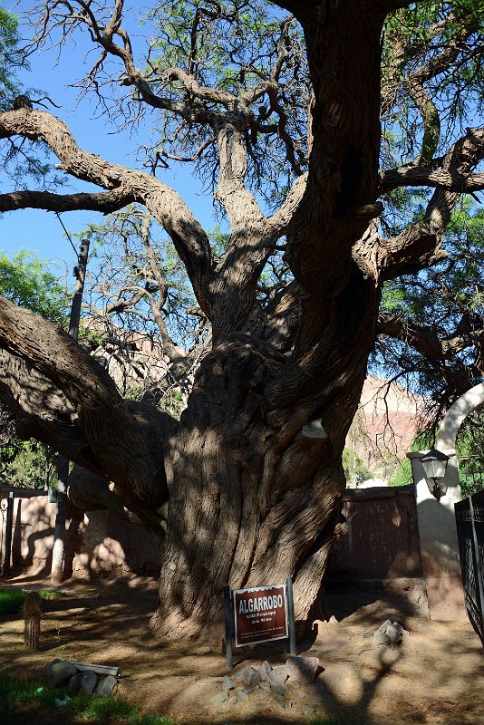 07 Ancient Algorrobo Tree Said To Be Around 700 Years Old Next To The Main Square Plaza 9 de Julio in Purmamarca